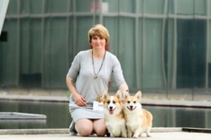 Valų korgių pembrukų mylėtoja ir veisėja iš Kauno atskleidė, kada šunys būna laimingiausi