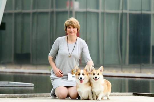 Valų korgių pembrukų mylėtoja ir veisėja iš Kauno atskleidė, kada šunys būna laimingiausi