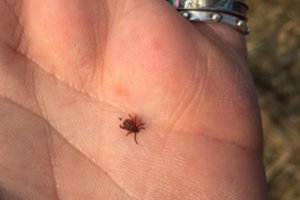 Perspėjo besirenkančius poilsį gamtoje: erkės jau bunda