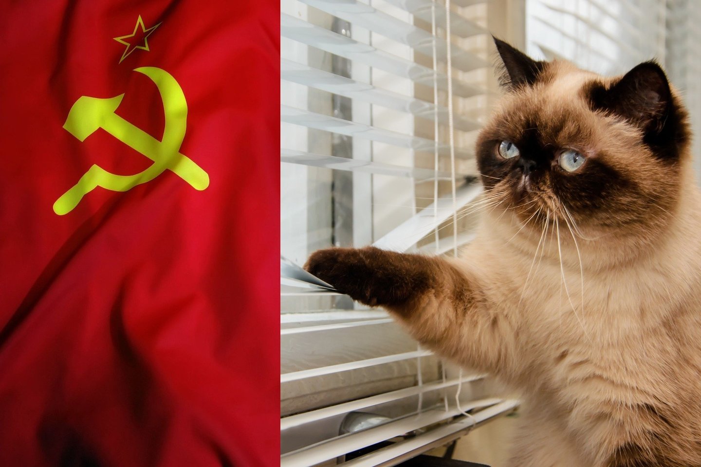  XX amžiaus septintajame dešimtmetyje JAV Centrinė žvalgybos agentūra (CŽA) skyrė milijoną dolerių ir kelerius metus metų katės-kyborgo kūrimui, kurios tikslas buvo šnipinėti sovietus.<br> 123rf nuotr., lrytas.lt mont.