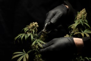 Kiek laiko turi praeiti po kanapių vartojimo, kad galėtumėte vairuoti?