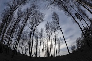 Sumanė įsitikinti keistu dalyku – ar verta investuoti į beržų alėjas