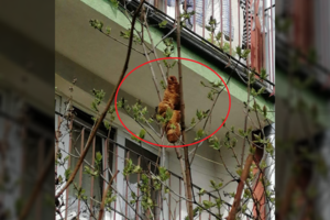 Paaiškėjo, kas slepiasi už „mistiško žvėries medyje“: baimę sukėlė kruasanas