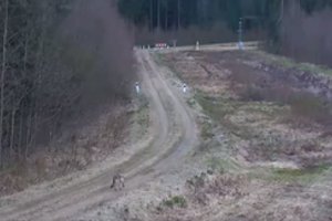 Pasieniečių kameros nufilmavo kailiniuotą sienos pažeidėją: į Baltarusiją nepanoro