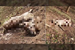 Labūnavos dvaro prieigose – itin žiauriai nukankinta stirna