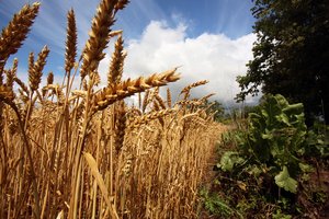 Paramą nuo šiol galės gauti visi ūkininkaujantys ekologiškai