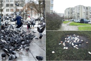 Įžūlūs paukščių lesintojai daugiabučių kiemus paverčia savartynais: pareigūnai imsis veiksmų prieš tokius „geradarius“