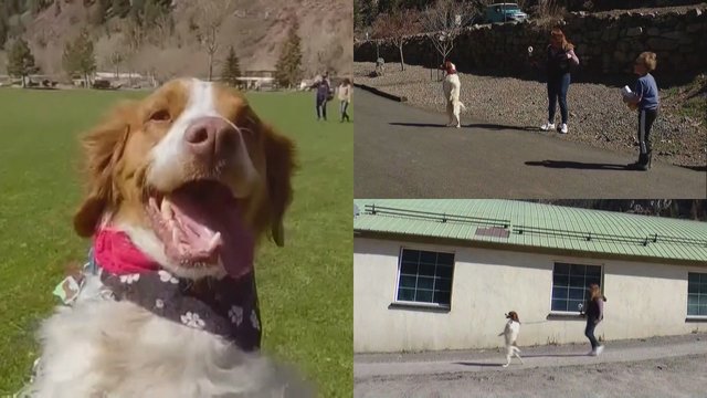 Įkvepianti šuns istorija: išgyveno autoavariją ir išmoko vaikščioti galinėmis kojomis