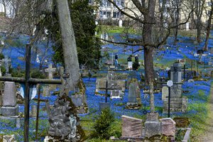  Sakurų konkurentės – vilniečiai jomis mėgautis traukia į Užupio kapines