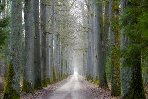 Kauno miesto savivaldybė nori didesnių miškų plotų