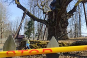 Stelmužės ąžuolo šakos paremtos netinkamai, todėl viena jų neatlaikė atsvaros