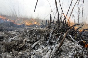 Aplinkosaugininkai primena, kokią žalą sukelia žolės deginimas