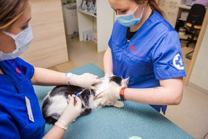 Ženklinti augintinius planuoja ne visi: nesupranta, kam to reikia, jei gyvūnas voljere ar neišeina iš namų