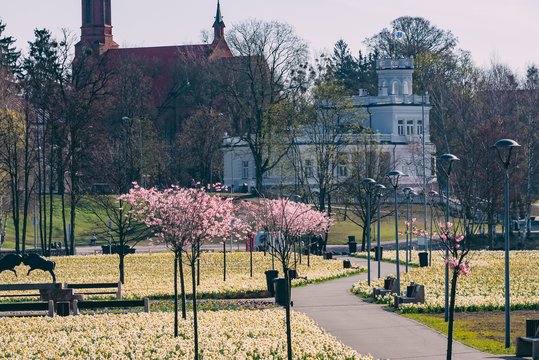 Narcizų žydėjimas Druskininkuose: lyg žemėn nusileidęs žvaigždėtas dangus