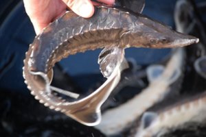 Žingsnis po žingsnio atkuriama nykstančių žuvų populiacija