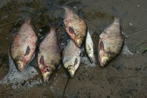 Svarbus priminimas: Nemuno deltos teritorijoje įsigalioja draudimas žvejoti vienos rūšies žuvį