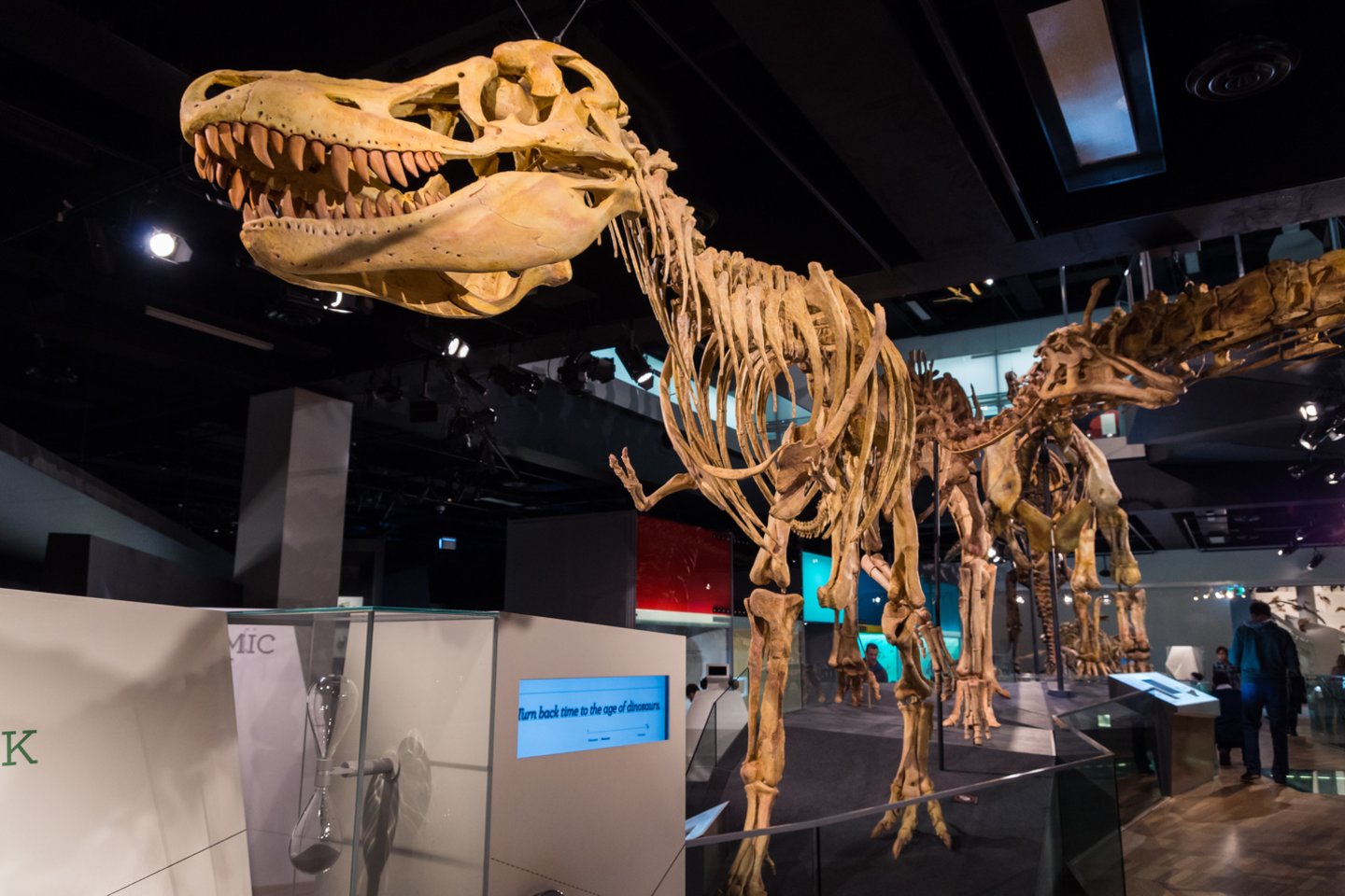  Pilnai atkurtas tiranozauro skeletas, eksponuojamas muziejuje.<br> 123rf nuotr.
