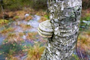 Užuot pelkėje kasus durpes – naujas draustinis