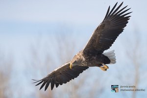 Pamario krašte – išskirtinė proga pamatyti plėšriuosius paukščius