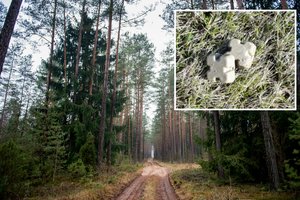 Lietuvoje pradedama laukinių gyvūnų vakcinacija nuo pasiutligės