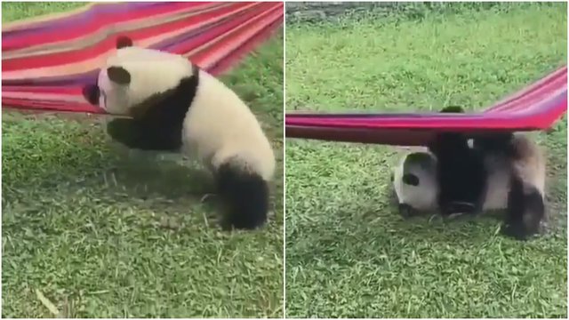 Užfiksuota akimirka sukels šypseną: panda nerangiai bando užsiropšti į hamaką