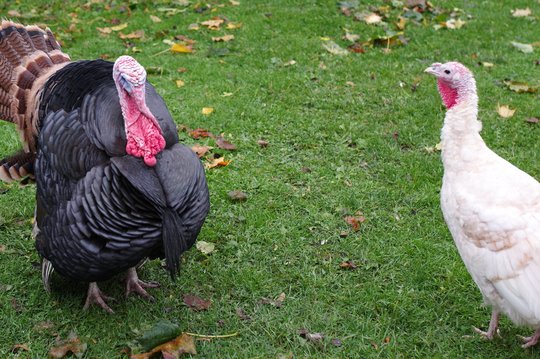 Lietuva siekia vėl gauti laisvos nuo paukščių gripo šalies statusą