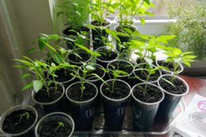 Neturintiems daug vietos, tačiau svajojantiems apie šiltnamį ir ankstyvas daržoves: yra kitų pasirinkimų