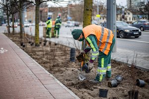 Metalines tvoras Vilniuje keičia 10 tūkst. krūmų: išvardijo vietas, kuriose jie sužaliuos