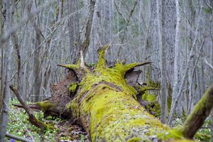 Lietuvos nacionaliniai parkai, kurių turime penkis, penktadienį mini trisdešimtmetį
