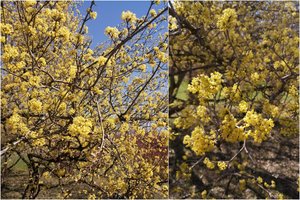 Geltonas pavasaris sode – VDU botanikos sode pražydo sedulos