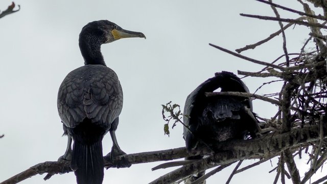 Kasmetinis juodkrantiškių galvos skausmas: įsisiautėjusius kormoranus bando nuvaikyti garsinėmis petardomis