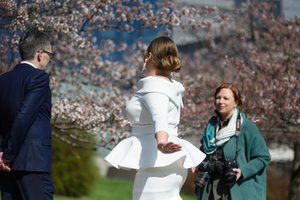 Romantikai Vilniuje žydinčiomis sakuromis skuba grožėtis net žvarbiu oru