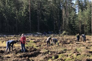 Šalčininkų rajone pasodinta 10 tūkst. medžių, kuriuos saugos specialus fondas