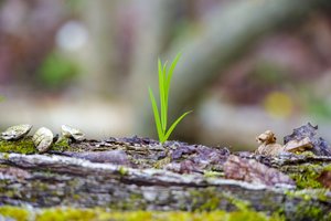Dėl pandemijos žmonės šiemet negali dalyvauti miškasodyje