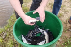 Į Šventosios vandenis išleisti 200 aštriašnipiai eršketai