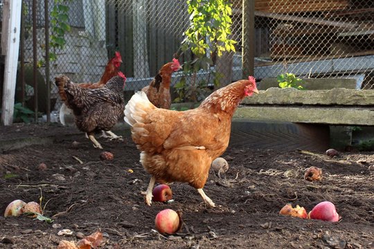 Lietuvoje – didelio patogeniškumo paukščių gripo protrūkiai, naikinamos vištos