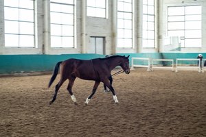 STT pradėjo tyrimą dėl galimo piktnaudžiavimo ir dokumentų klastojimo „Lietuvos žirgyne“