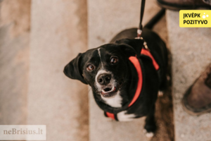 Nuo žiauraus likimo išgelbėtai Rožytei – dar vienas smūgis: operuoti atsisakė dauguma veterinarų