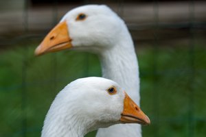 Grėsmė nesitraukia – gripas įsisuko į ūkius, kur naminiai paukščiai laikomi savo reikmėms