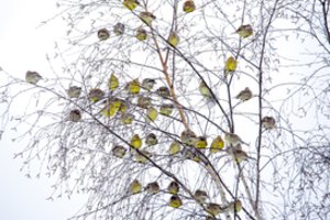 Testas. Kiek daug žinote apie Lietuvos paukščius?