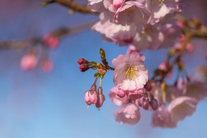 Sakurų žydėjimas – daugiau nei tiesiog gražios nuotraukos
