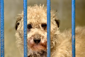 Gyvūnas iš prieglaudos: ką reikia žinoti ir kaip pasiruošti jo priėmimui? 