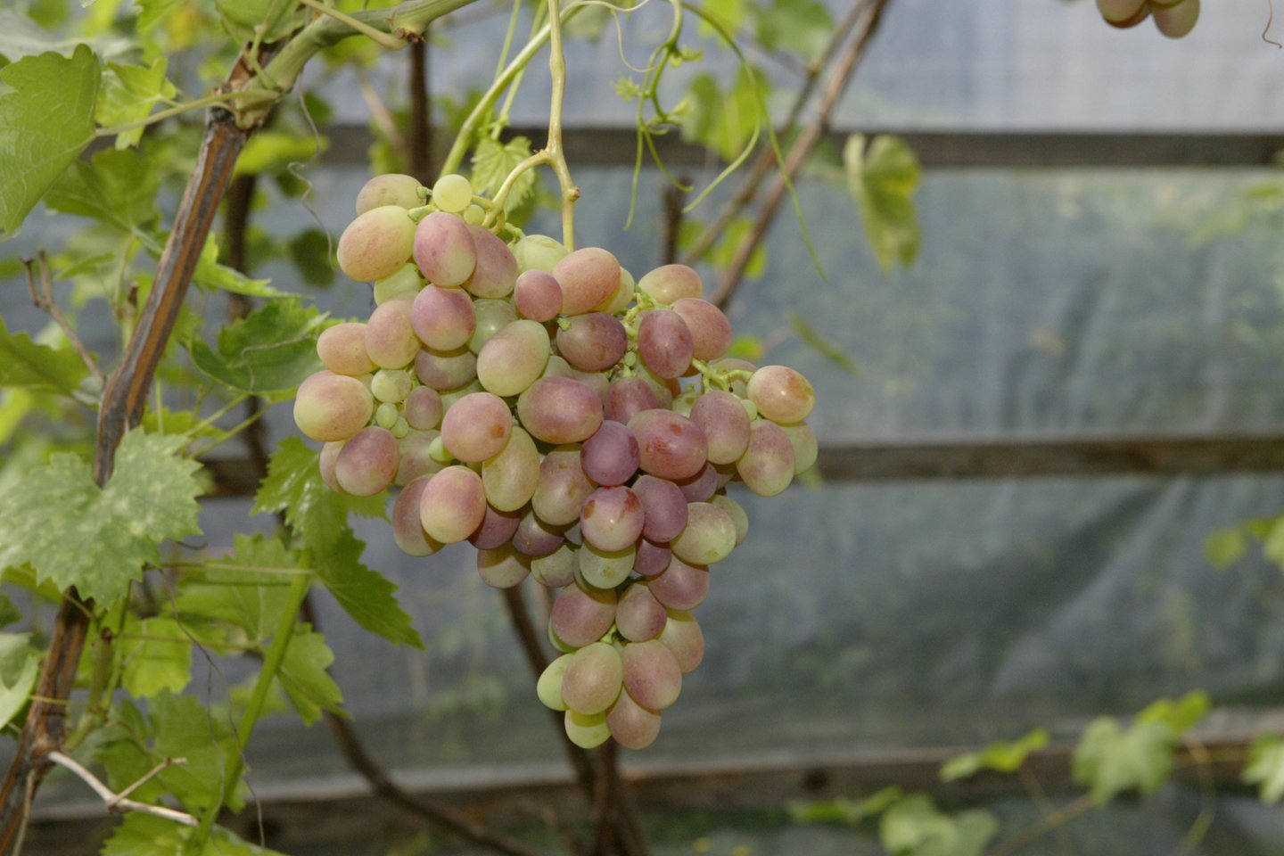 Nepaisant ūkininkų pastangų apsaugoti vynuogių laukus, nuo šalnų nukentėjo 80 proc. Prancūzijos vynuogynų.<br>S.Bagdonavičiaus nuotr.