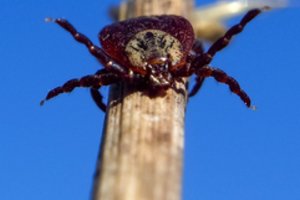 Erkių sukeliamų ligų piką prognozuoja liepos mėnesiui