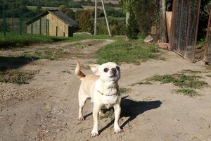 Griežtinama administracinė atsakomybė už žiaurų elgesį su gyvūnais