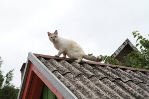 Siekiantiems pasikeisti asbestinę stogo dangą – beveik 2 mln. eurų parama