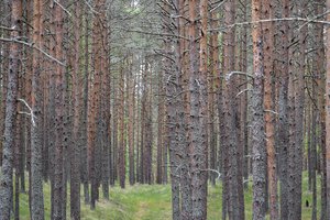 Įvertino Miškų įstatymo pataisas: užsimojo prieš vertelgas – nukentės vidutiniokai