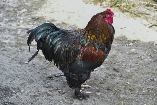 Naujausi duomenys apie paukščių gripą: Lietuvoje patvirtinti jau 32 židiniai