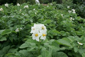 Lietuvoje – daugiau apsaugos bulvių laukams, visoms daržovėms – draudimas nuo krušos