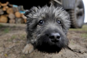 Nuo gegužės 1 d. įsigalioja nauja gyvūnų pardavimo tvarka: svarbiausi pokyčiai ir draudimai